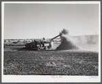 Threshing beans in the North Platte River Valley, Nebraska.
