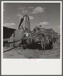Co-op members filling a home-made silo with corn. Two Rivers Non-Stock Cooperative Company. Waterloo, Nebraska.