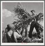 Co-op members filling a home-made silo with corn. Two Rivers Non-Stock Cooperative Company. Waterloo, Nebraska.