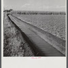 Irrigation ditch going through alfalfa, and cornfield. Two Rivers Non-Stock Cooperative Company, FSA (Farm Security Administration) cooperative. Waterloo, Nebraska.