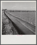 Irrigation ditch going through alfalfa, and cornfield. Two Rivers Non-Stock Cooperative Company, FSA (Farm Security Administration) cooperative. Waterloo, Nebraska.