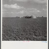 Field of alfalfa for hay. Two Rivers Non-Stock Cooperative Company, Waterloo, Nebraska. FSA (Farm Security Administration).