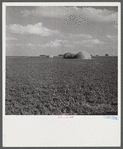 Field of alfalfa for hay. Two Rivers Non-Stock Cooperative Company, Waterloo, Nebraska. FSA (Farm Security Administration).