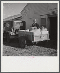 Henry Harringer, in charge of purchasing and marketing enterprise, delivering ground feed at dairy barn. Two Rivers Non-Stock Cooperative Company, FSA (Farm Security Administration) co-op. Waterloo, Nebraska.
