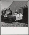 Henry Harringer, in charge of purchasing and marketing enterprise, delivering ground feed at dairy barn. Two Rivers Non-Stock Cooperative Company, FSA (Farm Security Administration) co-op. Waterloo, Nebraska.