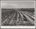 Poor potato crop in the dry land area in the Sandhills northeast of Scottsbluff, Nebraska (see general caption number 1).
