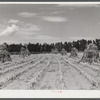 Shocks of sorghum cane for livestock on A.E. Scott's farm northeast of Scottsbluff, Nebraksa. See general caption number one.