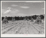 Shocks of sorghum cane for livestock on A.E. Scott's farm northeast of Scottsbluff, Nebraksa. See general caption number one.