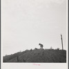 Cow on slagplile. Coal Hollow, Pennsylvania.