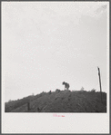 Cow on slagplile. Coal Hollow, Pennsylvania.