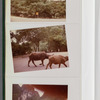 China album