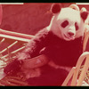 Slide of pandas 