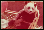 Slide of pandas 