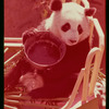 Slide of pandas 