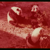 Slide of pandas 