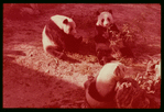 Slide of pandas 