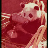 Slide of pandas 