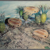 Trilobites, Grand Canyon National Park postcard