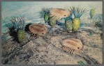 Trilobites, Grand Canyon National Park postcard