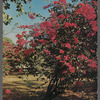 Bougainvillea in Haiti postcard
