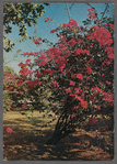 Bougainvillea in Haiti postcard