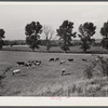 Dairy cows in pasture on farm near Dayton, Ohio.