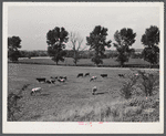 Dairy cows in pasture on farm near Dayton, Ohio.