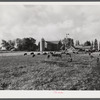 Berkshire hogs on dairy farm near Waterloo, Nebraska.
