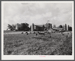 Berkshire hogs on dairy farm near Waterloo, Nebraska.