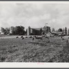 Berkshire hogs on dairy farm near Waterloo, Nebraska.