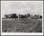 Berkshire hogs on dairy farm near Waterloo, Nebraska.