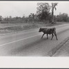 Cattle and hogs graze along the roadside in the lowlands near Hinesville, Georgia.
