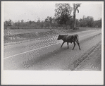 Cattle and hogs graze along the roadside in the lowlands near Hinesville, Georgia.