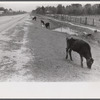 Cattle and hogs graze along the roadside in the lowlands, near Hinesville, Georgia.