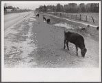 Cattle and hogs graze along the roadside in the lowlands, near Hinesville, Georgia.