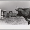 Cow watching her owners move into their new prefabricated house from the Camp Croft area. Pacolet, South Carolina.