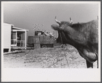 Cow watching her owners move into their new prefabricated house from the Camp Croft area. Pacolet, South Carolina.