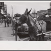 Mule on main street in Columbus, Georgia.