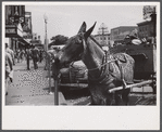 Mule on main street in Columbus, Georgia.