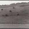 Cows grazing on a hill side along Route 255, just north of Penfield, Pennsylvania.