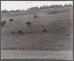 Cows grazing on a hill side along Route 255, just north of Penfield, Pennsylvania.