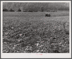 Tilling field, showing rocky soil along Route 34, three miles north of Spencer, New York.