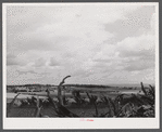 Root fence and landscape from the Mud Lake Road near Townsend, New York.