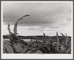 Root fence and landscape near the Mud Lake Road, near Townsend, New York.