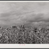 Frostbitten corn in Rumsey Hill. They had a very early frost. Near Erin, New York.