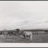 Goat on a farm on Route 79, five miles west of Ithaca, New York.