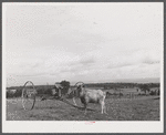 Goat on a farm on Route 79, five miles west of Ithaca, New York.