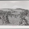 Corn and farm country around Sugar Hill, submarginal area near Townsend, New York.