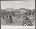 Corn and farm country around Sugar Hill, submarginal area near Townsend, New York.