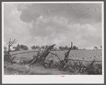 Root fence and field near Townsend, New York.